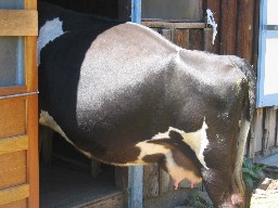 Cow at Rich Cabins